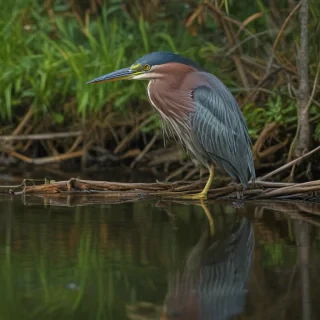 green heron