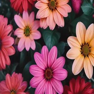 iphone background flowers