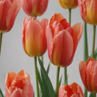 tulip flower