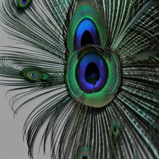 peacock feather png