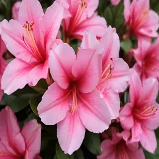 azalea flower