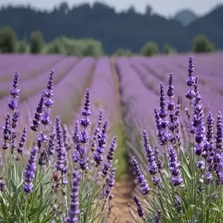 lavender wallpaper