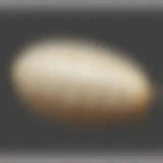 butterfly cocoon png