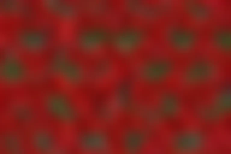 red flower bg