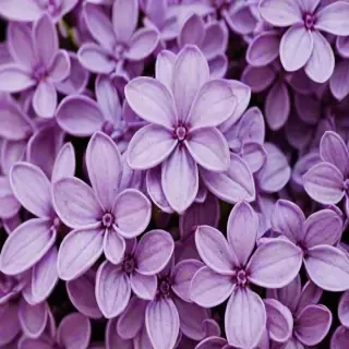 lilac wallpaper iphone