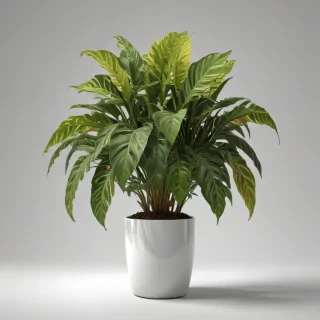 indoor plant png