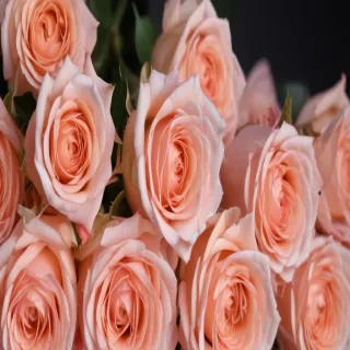 rose background wallpaper