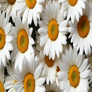 daisy wallpaper iphone