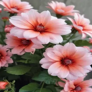 cute flower wallpaper aesthetic