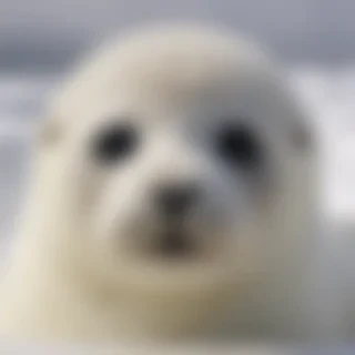 baby seal