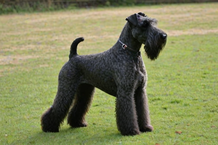 kerry blue terrier