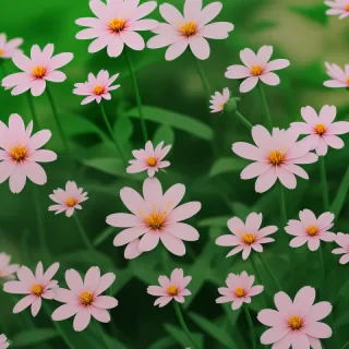 iphone wallpaper nature flowers