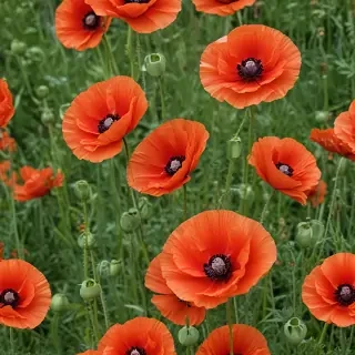 poppy flower