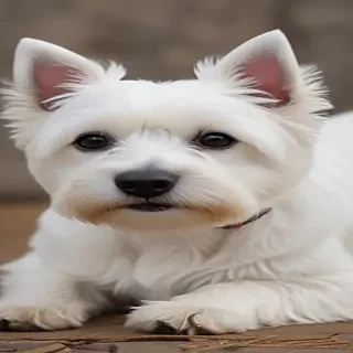 west highland terrier