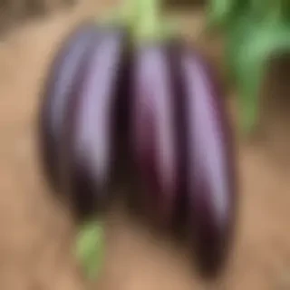new eggplant friday