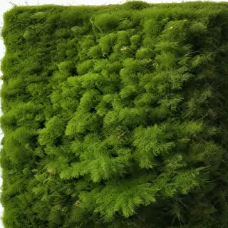 moss png
