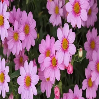 pretty flowers