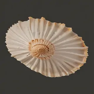 seashell png