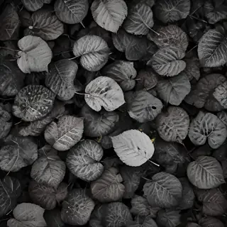 leaves black and white