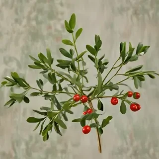 mistletoe png