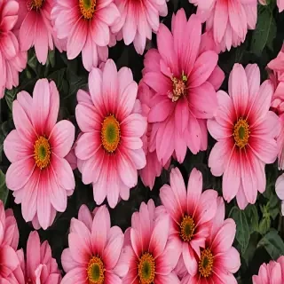 phone backgrounds flowers