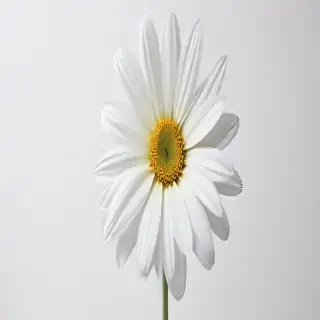 white background flower