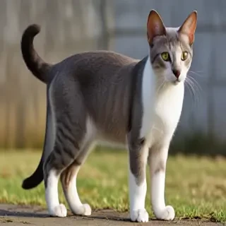 oriental bicolor cat breed
