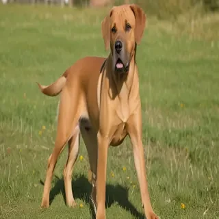 broholmer dog breed
