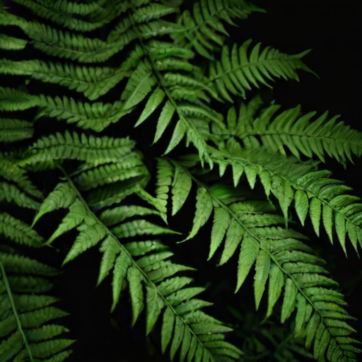 a close-up of lush green fern leaves against a dark background