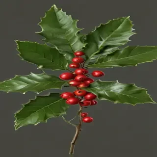png holly