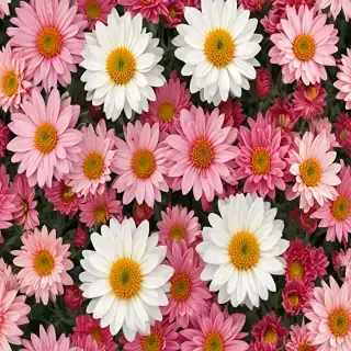 chrysanthemum png