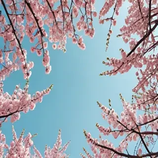 aesthetic wallpaper spring