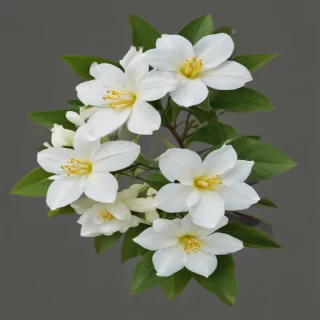 jasmine flower png