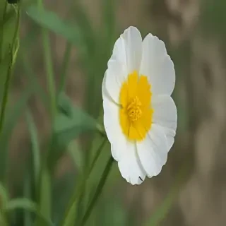 buttercup flower