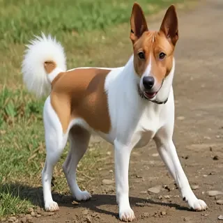 taiwan dog breed