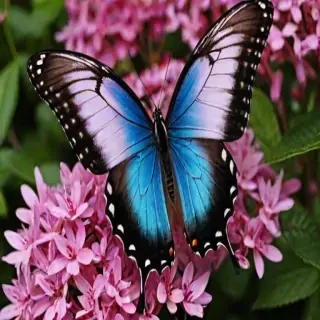 butterfly phone wallpaper