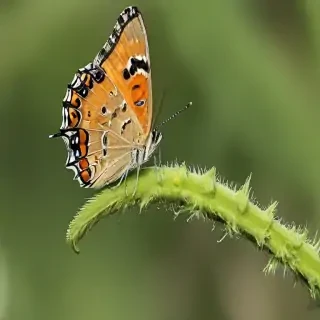 caterpillar to butterfly