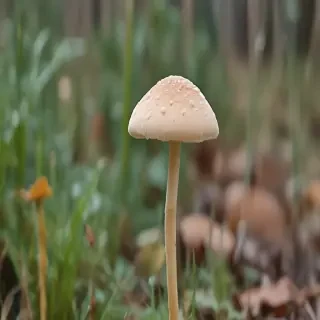 thin stemmed mushroom