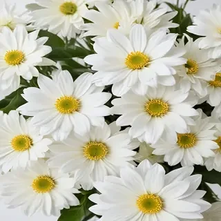white flowers on white background