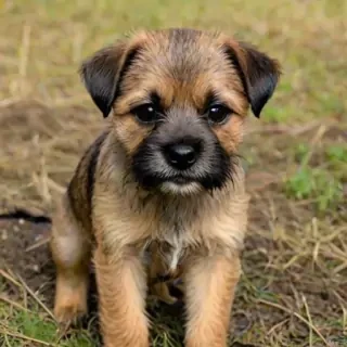 affen border terrier