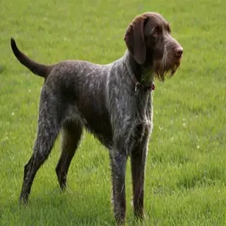 german wirehaired pointer