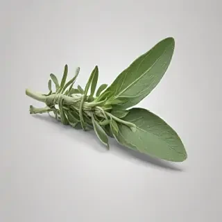 sage png