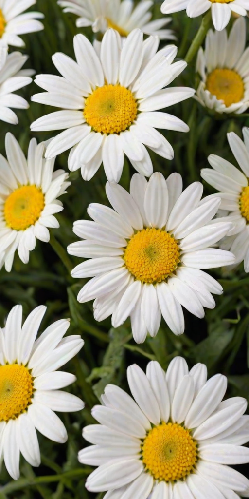 daisy desktop wallpaper