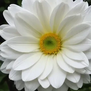 iphone white flower wallpaper
