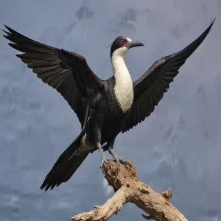 frigate bird