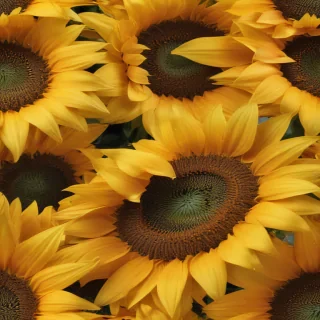 sunflower computer wallpaper
