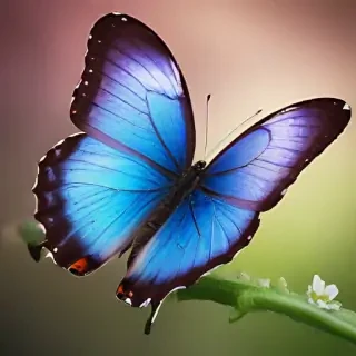 beautiful butterfly wallpaper