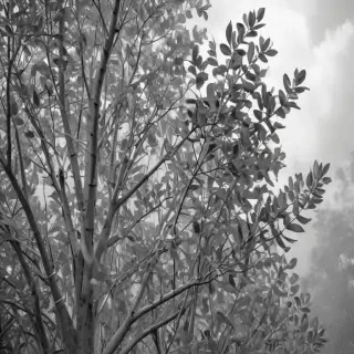 eucalyptus clipart black and white