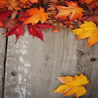 autumn background iphone
