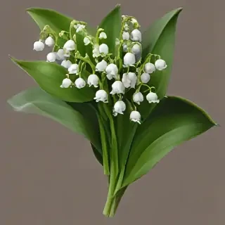 lily of the valley png